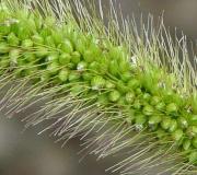 Bulu: spesies umum dan fitur-fiturnya Bulu adalah pengotor berbahaya dalam bunga matahari