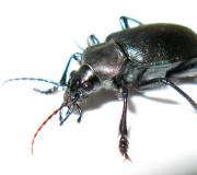 Gaya hidup dan habitat kumbang tanah