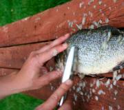 Metode čišćenja ribe od krljušti: brzo i ispravno